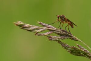 close up of a empis livida perched on a grass stem 2024 06 27 00 49 18 utc scaled