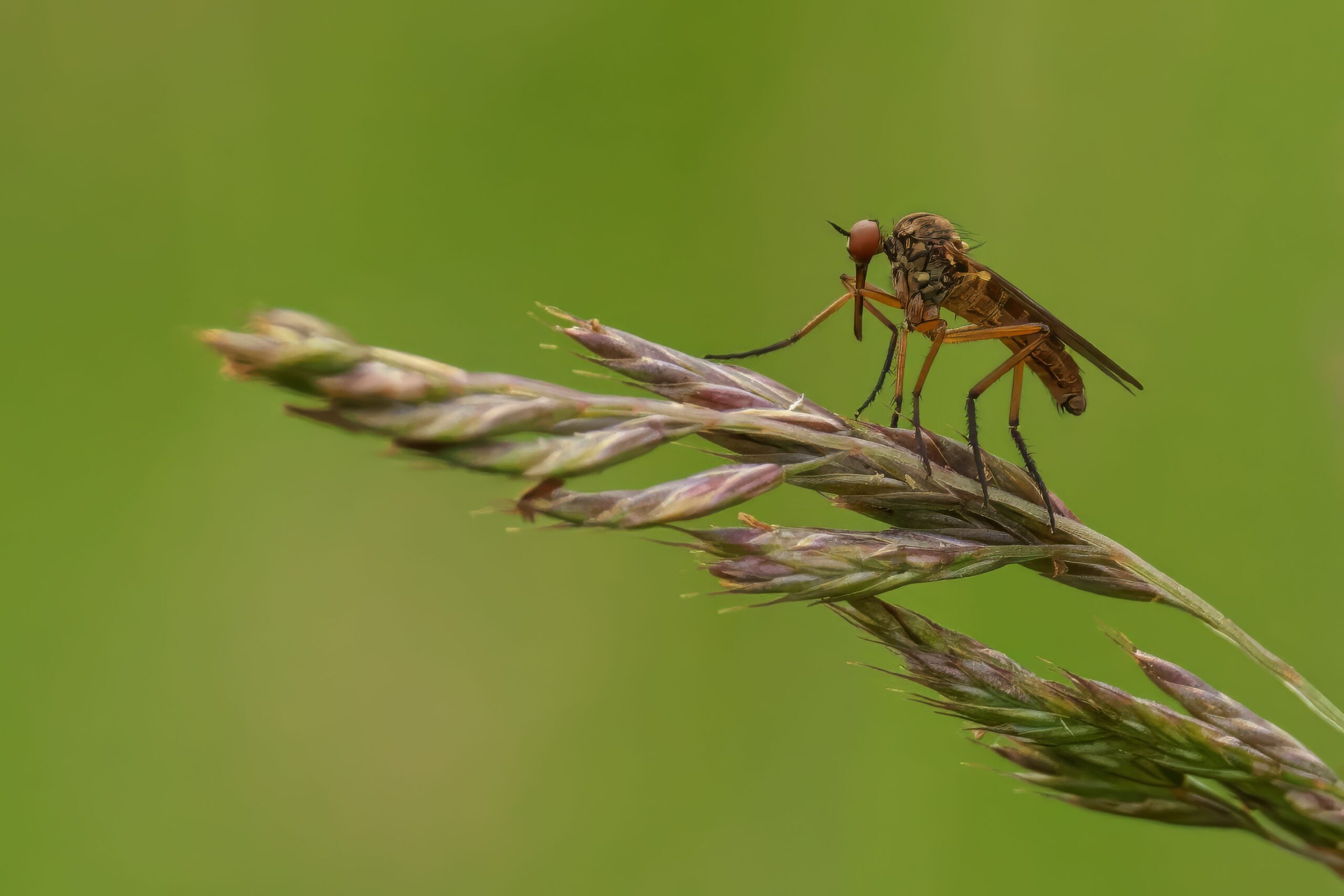 close up of a empis livida perched on a grass stem 2024 06 27 00 49 18 utc scaled
