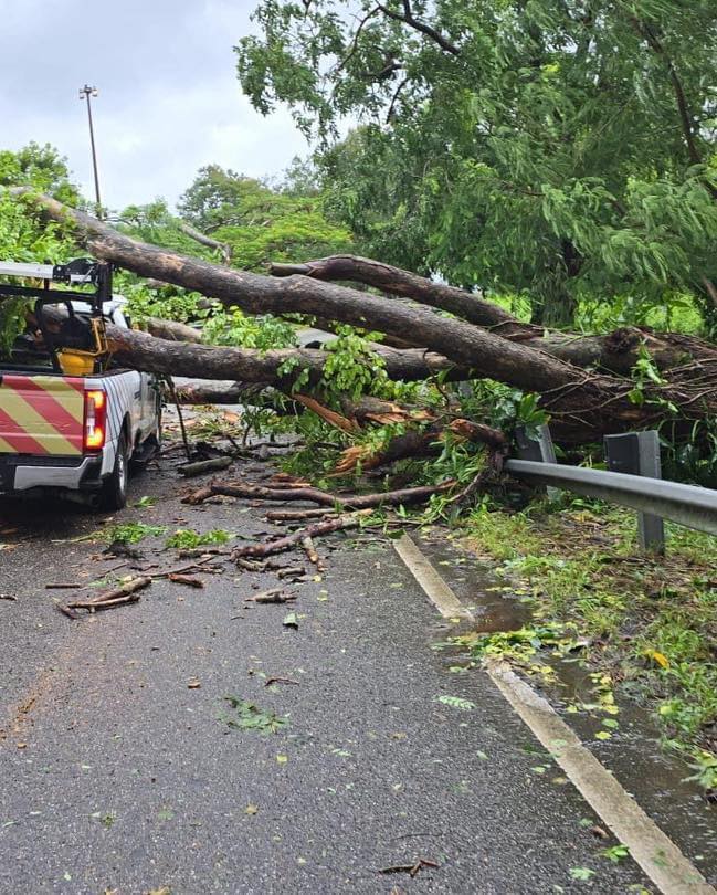 caida arbol guagua metropistas 2