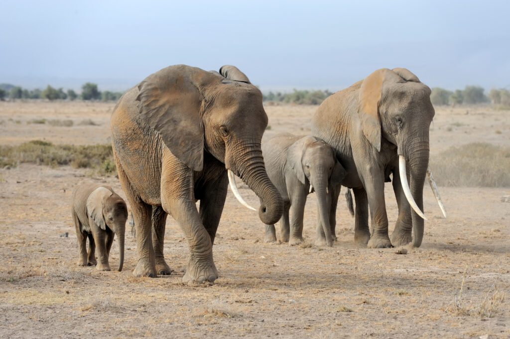 elephant in national park of kenya 2023 11 27 05 33 31 utc scaled