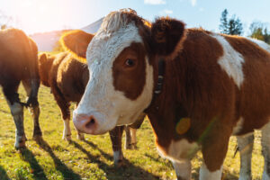 herd cows grazing in meadow close up 2023 11 27 04 49 06 utc scaled