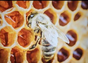 abeja