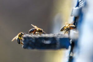 bees getting inside the small hole of beehive 2023 11 27 05 20 10 utc scaled