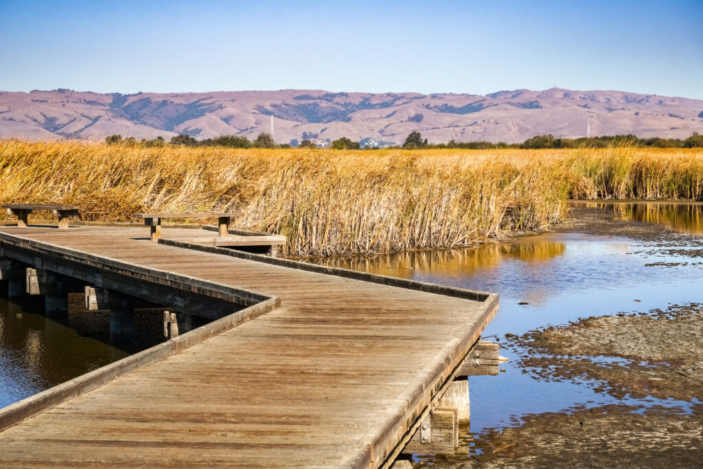 boardwalk going through wetlands 2023 11 27 05 02 39 utc 1 scaled