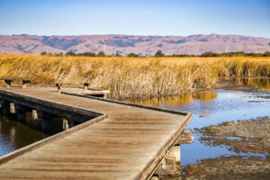 boardwalk going through wetlands 2023 11 27 05 02 39 utc 1 scaled