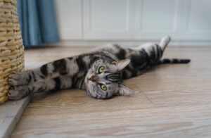 cute cat 2024 05 27 00 40 37 utc scaled