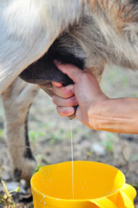 female farmer milking one of her goats closeup 2023 11 27 05 36 32 utc scaled