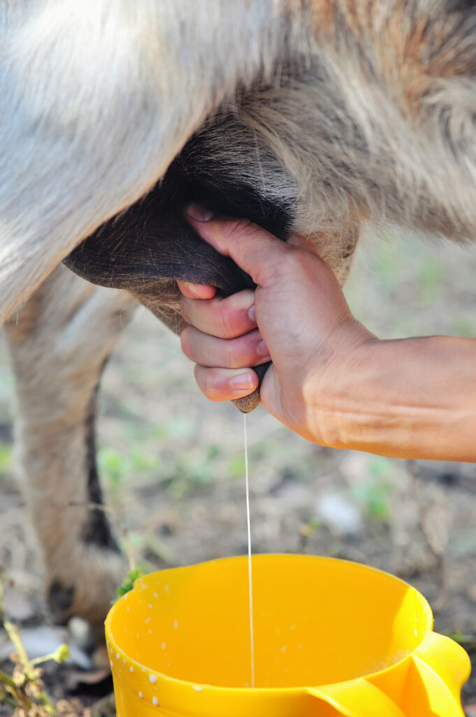 female farmer milking one of her goats closeup 2023 11 27 05 36 32 utc scaled