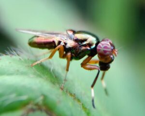 flies 2023 11 27 05 36 46 utc scaled
