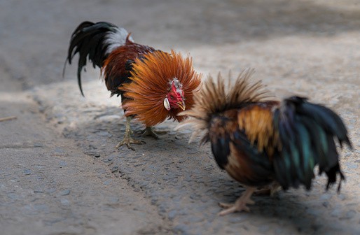 gallos pelea