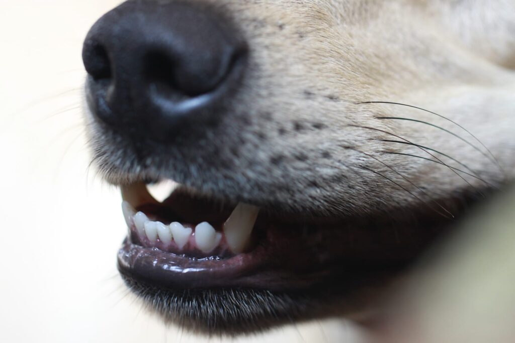 perro
