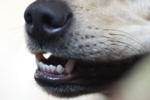 perro