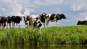 vacas scaled