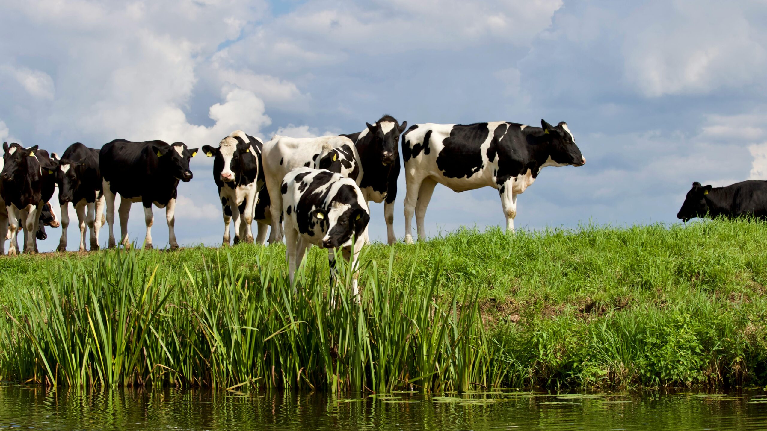 vacas scaled