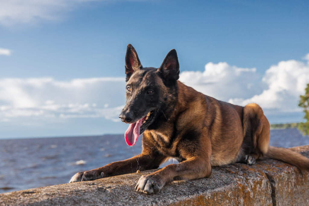 a dog stands on a ledge with a blue sky and a whit 2023 11 27 05 09 49 utc scaled