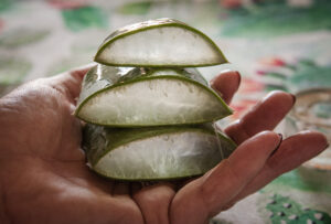 aloe vera 2023 11 27 04 53 07 utc scaled