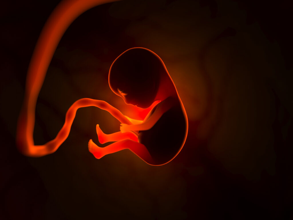 the development of a human embryo inside the womb 2024 09 18 14 54 31 utc scaled