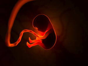 the development of a human embryo inside the womb 2024 09 18 14 54 31 utc scaled